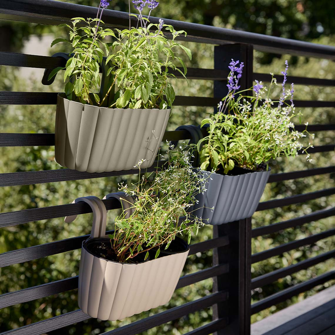 Balconnières suspendues avec des plantes vertes
