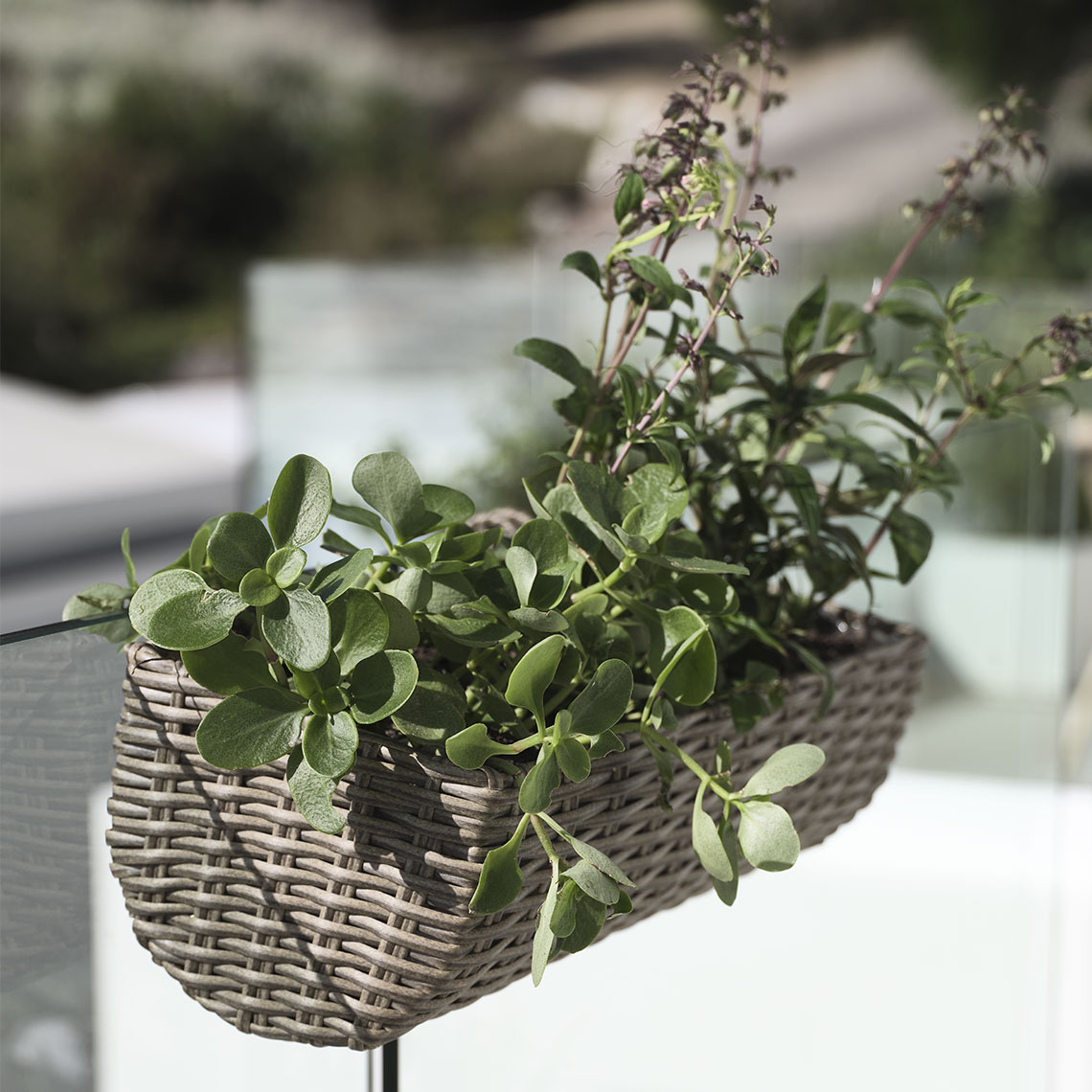 Balkonkasten aus Polyrattan auf einem Balkon hängend mit einer Pflanze